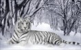 /album/fotogaleria/white-tiger-2-jpg/
